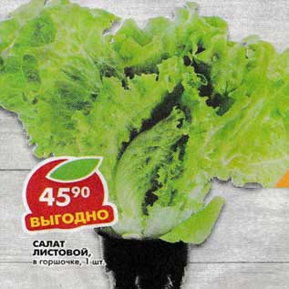 Акция - Салат листовой, в горшочке