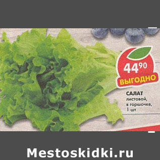 Акция - Салат листовой, в горшочке