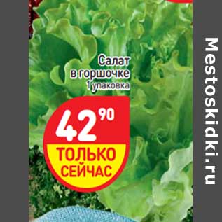 Акция - Салат в горшочке