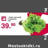 Магазин:Оливье,Скидка:Салат листовой в горшочке