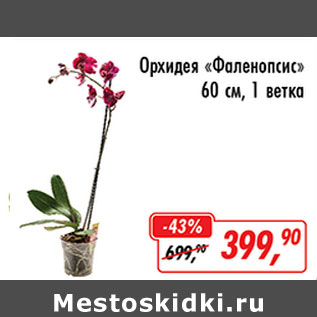Акция - Орхидея Фаленопсис 60см, 1ветка