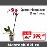 Магазин:Глобус,Скидка:Орхидея Фаленопсис 60см, 1ветка