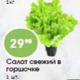 Магазин:Авоська,Скидка:Салат свежий в горшочке