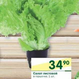 Акция - Салат листовой