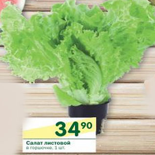 Акция - Салат листовой