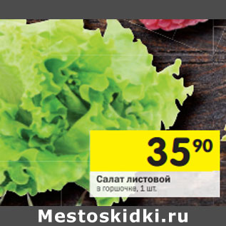 Акция - Салат листовой