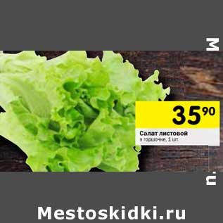 Акция - Салат листовой