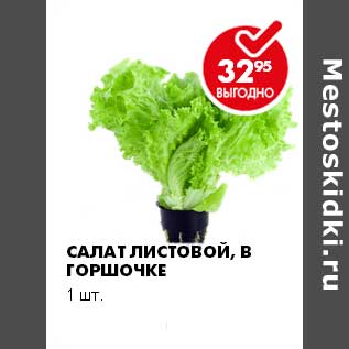 Акция - Салат листовой в горшочке