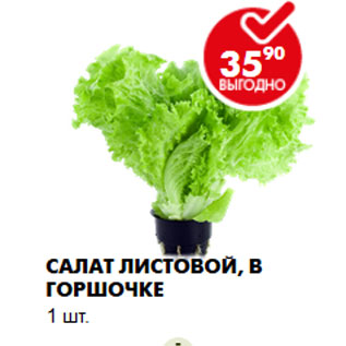 Акция - Салат листовой, в горшочке