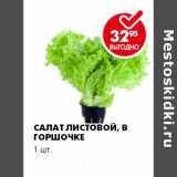 Магазин:Пятёрочка,Скидка:Салат листовой в горшочке 