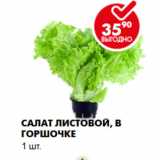 Магазин:Пятёрочка,Скидка:Салат листовой, в горшочке