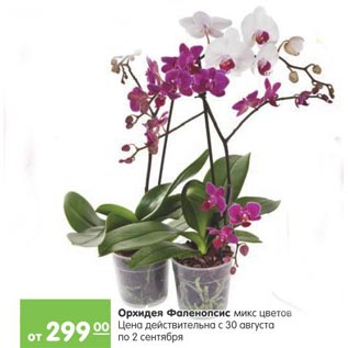 Акция - Орхидея Фаленопсис