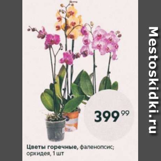 Акция - Цветы горшочные Орхидея