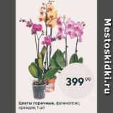 Магазин:Пятёрочка,Скидка:Цветы горшочные Орхидея