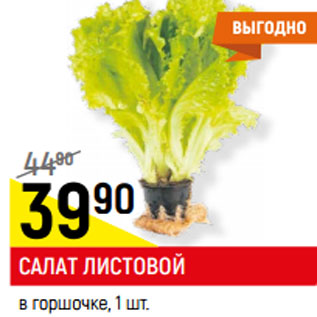 Акция - САЛАТ ЛИСТОВОЙ в горшочке,