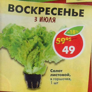 Акция - Салат листовой в горшочке
