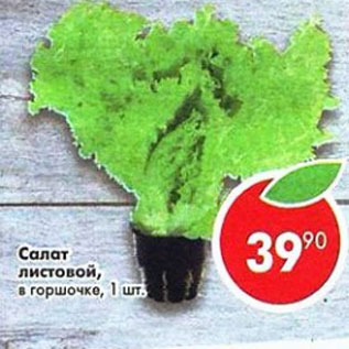 Акция - Салат листовой, в горшочке