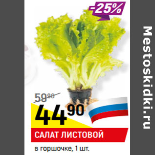 Акция - САЛАТ ЛИСТОВОЙ в горшочке,