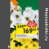 Магазин:Перекрёсток,Скидка:Хризантема кустовая высота 50 см