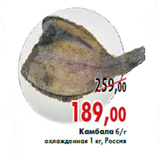 Акция - Камбала б/г охлажденная 1 кг, Россия