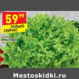 Салат Фриллис