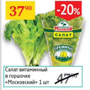 Акция - Салат витаминный в горшочке Московский