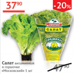 Акция - Салат витаминный в горшочке Московский