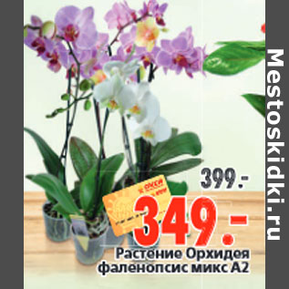 Акция - Растение Орхидея фаленопсис микс А2