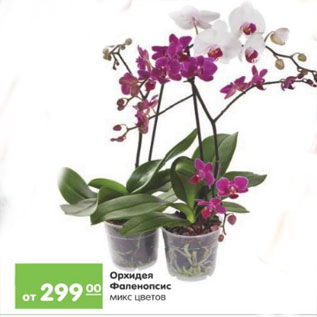 Акция - Орхидея Фаленопсис