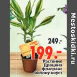 Магазин:Окей,Скидка:Растение Драцена фрагранс йеллоу коуст