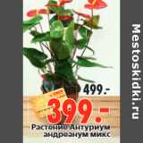 Магазин:Окей,Скидка:Растение Антуриум андреанум микс