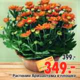 Магазин:Окей,Скидка:Растение Хризантема в плошке