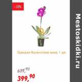 Магазин:Глобус,Скидка:Орхидея Фаленопсис микс 