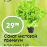 Магазин:Авоська,Скидка:Салат листовой премиум 