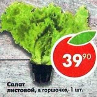 Акция - Салат листовой в горшочке