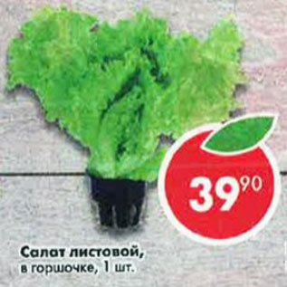 Акция - Салат листовой в горшочке