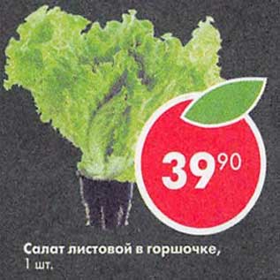 Акция - Салат листовой в горшочке