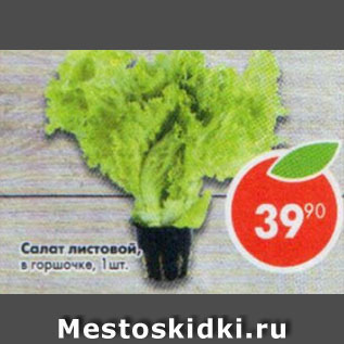 Акция - Салат листовой в горшочке