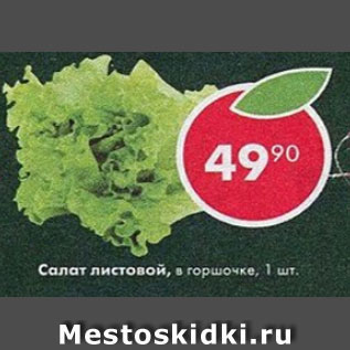 Акция - Салат листовой, в горшочке