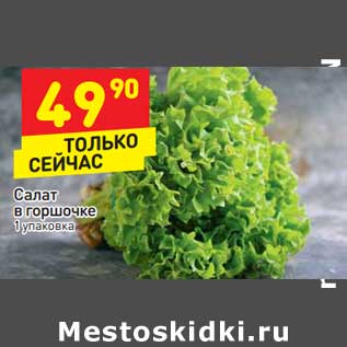 Акция - Салат в горшочке
