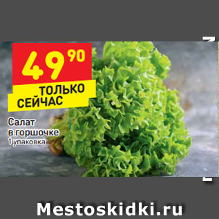 Акция - Салат в горшочке