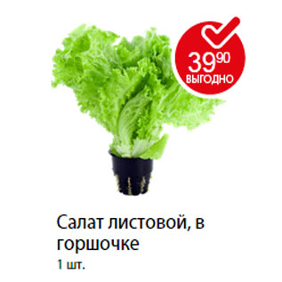 Акция - Салат листовой, в горшочке
