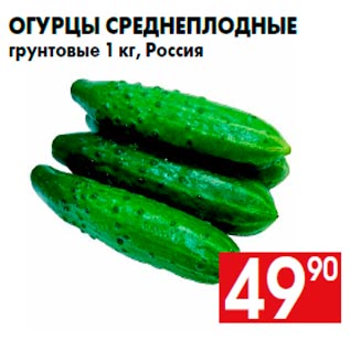 Акция - Огурцы среднеплодные грунтовые 1 кг, Россия