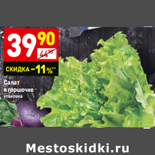 Акция - Салат в горшочке