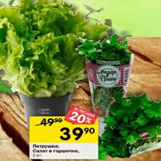 Акция - Петрушка/Салат в горшочке