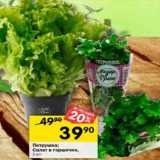 Магазин:Перекрёсток,Скидка:Петрушка/Салат в горшочке 