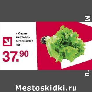 Акция - Салат листовой в горшочке