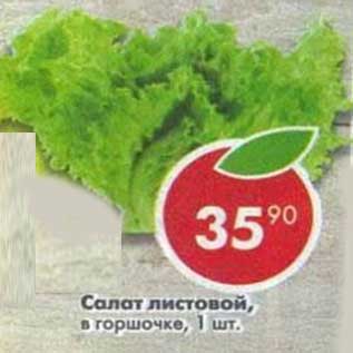 Акция - Салат листовой, в горшочке