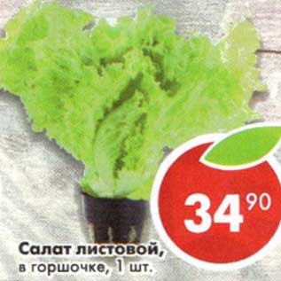 Акция - Салат листовой, в горшочке