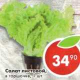 Магазин:Пятёрочка,Скидка:Салат листовой, в горшочке 